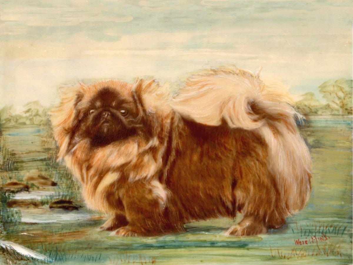 Пекинес котенок щенок ковер