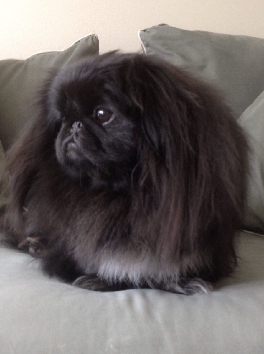 Пекинес щенок черный
