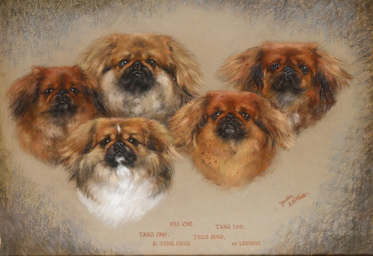 Японский Хин и Пекинес