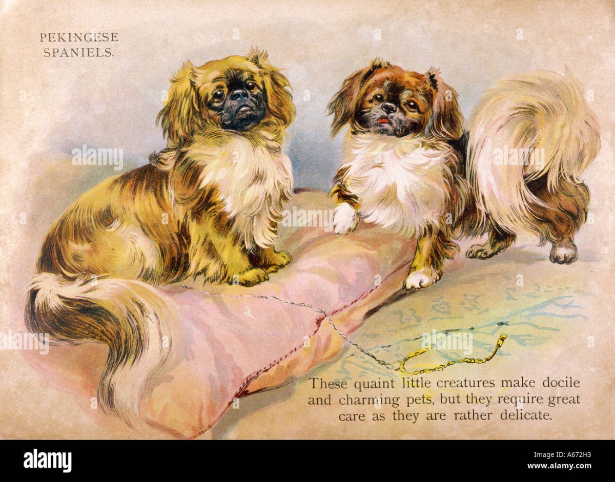 Пекинес в живописи