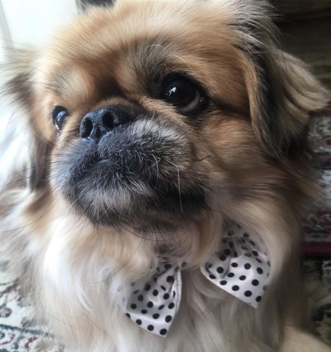 Пекинес гладкошерстный Королевский