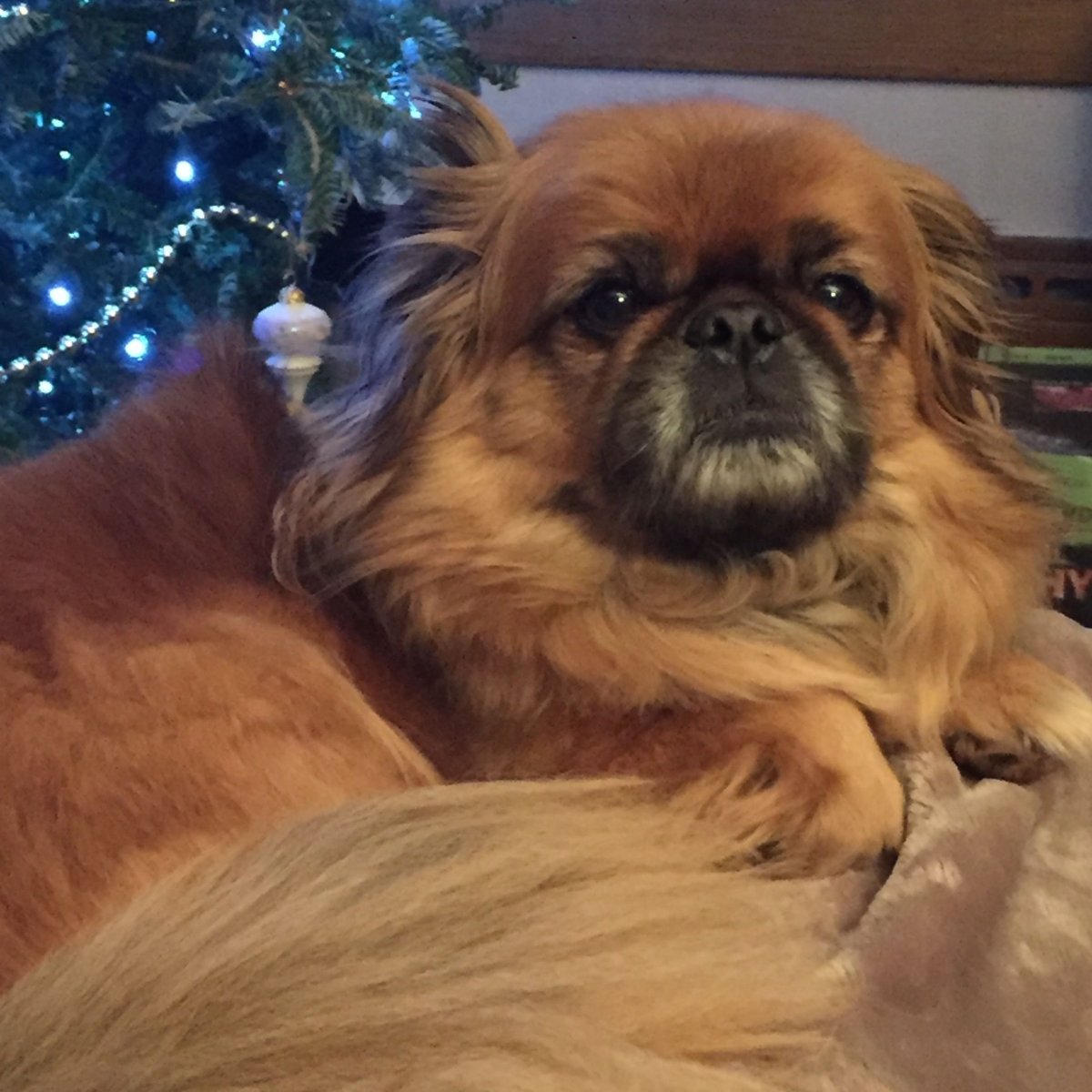 Императорский Пекинес