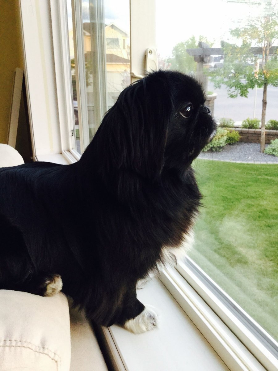 Императорский Пекинес черный