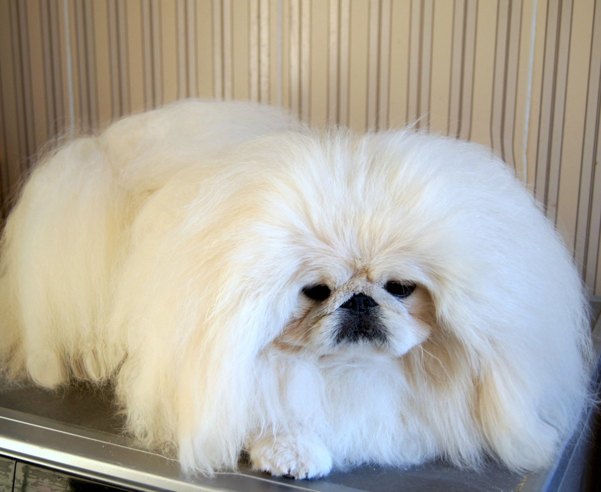 Пекинес белый