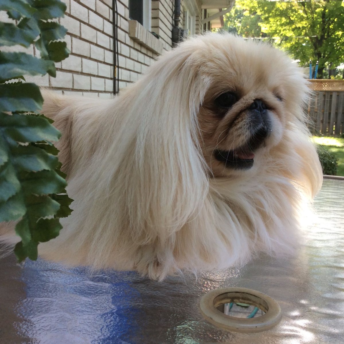 Пекинес королевской породы