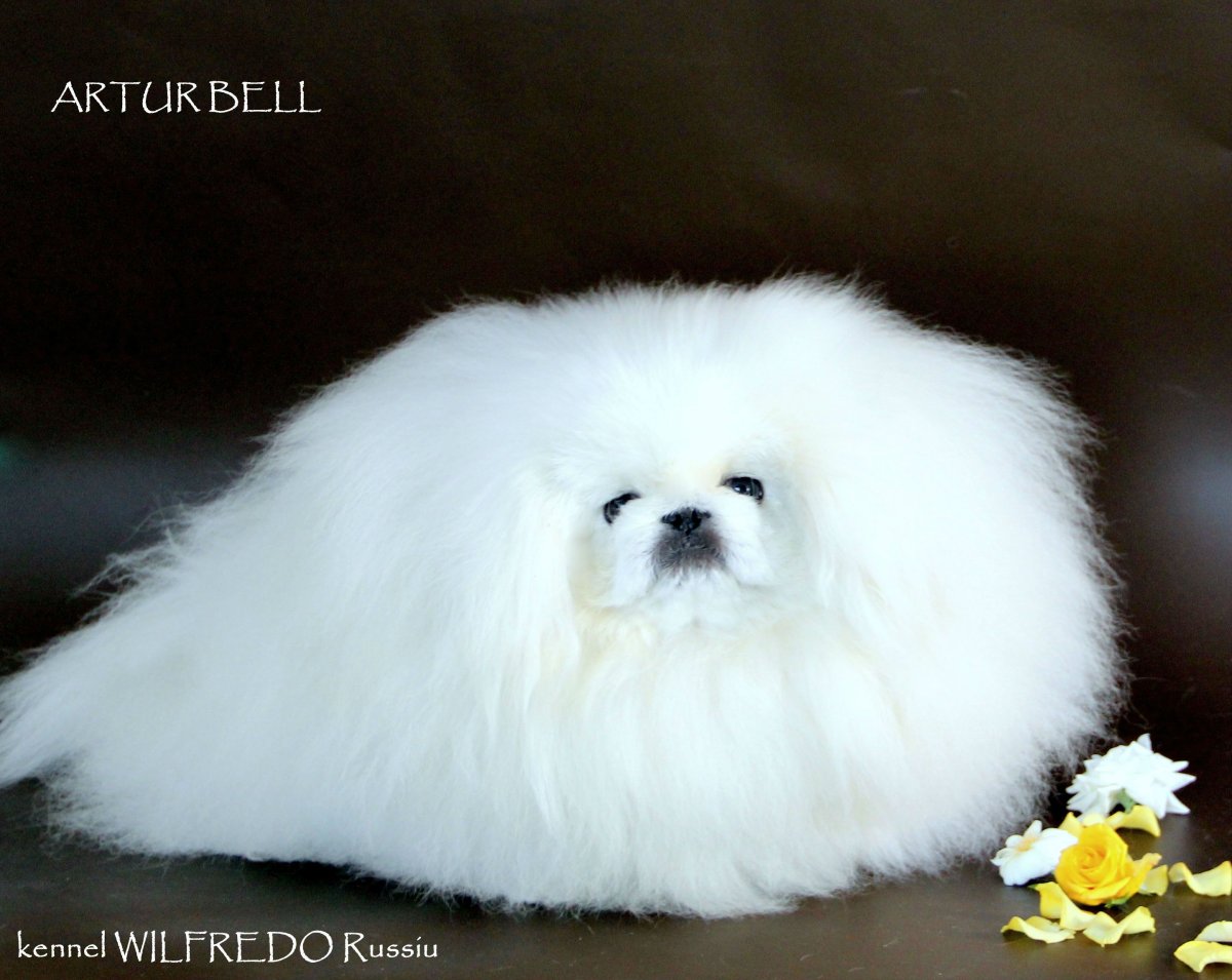 Пекинес альбинос