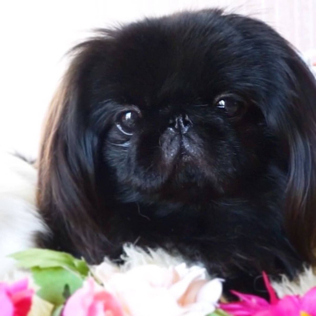 Королевский Пекинес арт