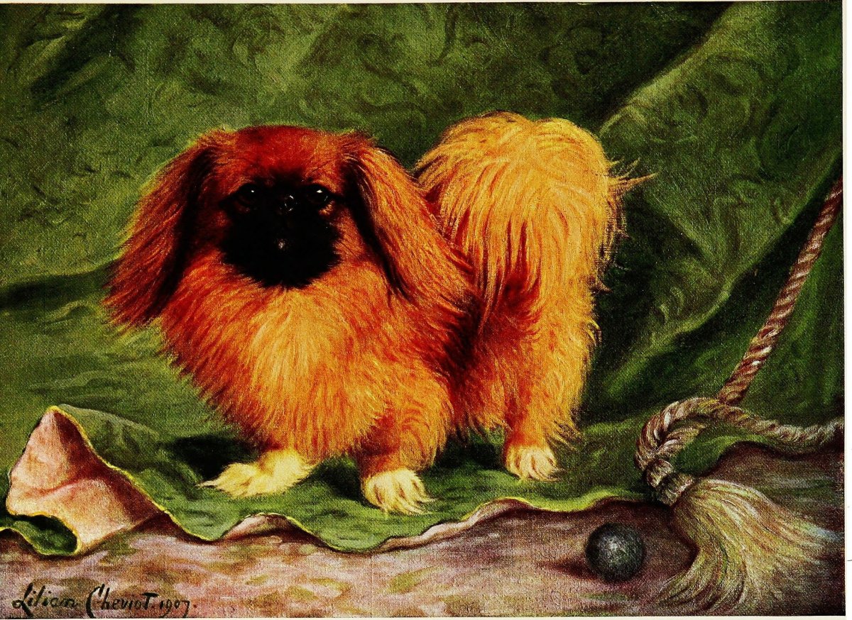 Пекинес Императорский картины