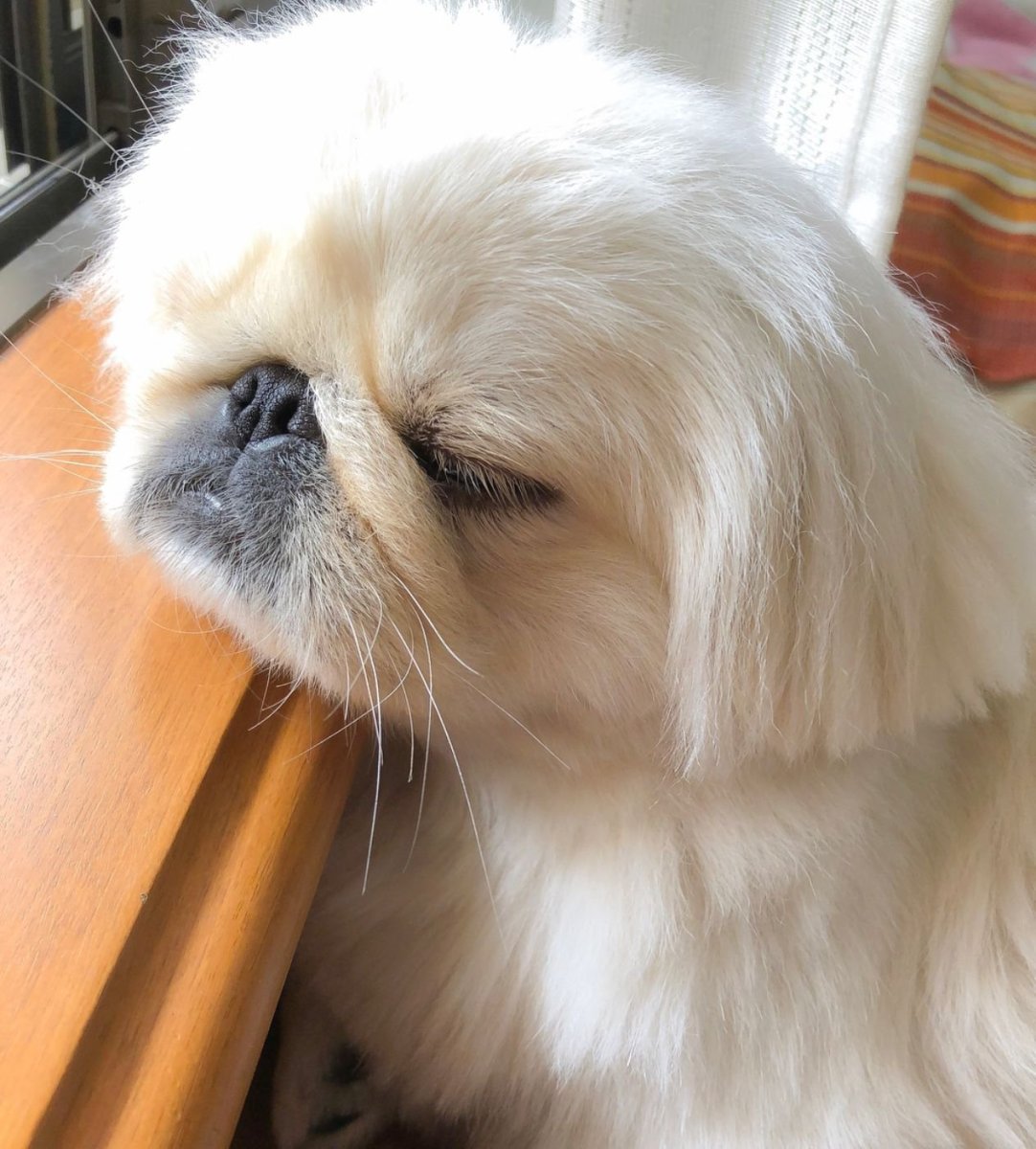 Императорский Пекинес