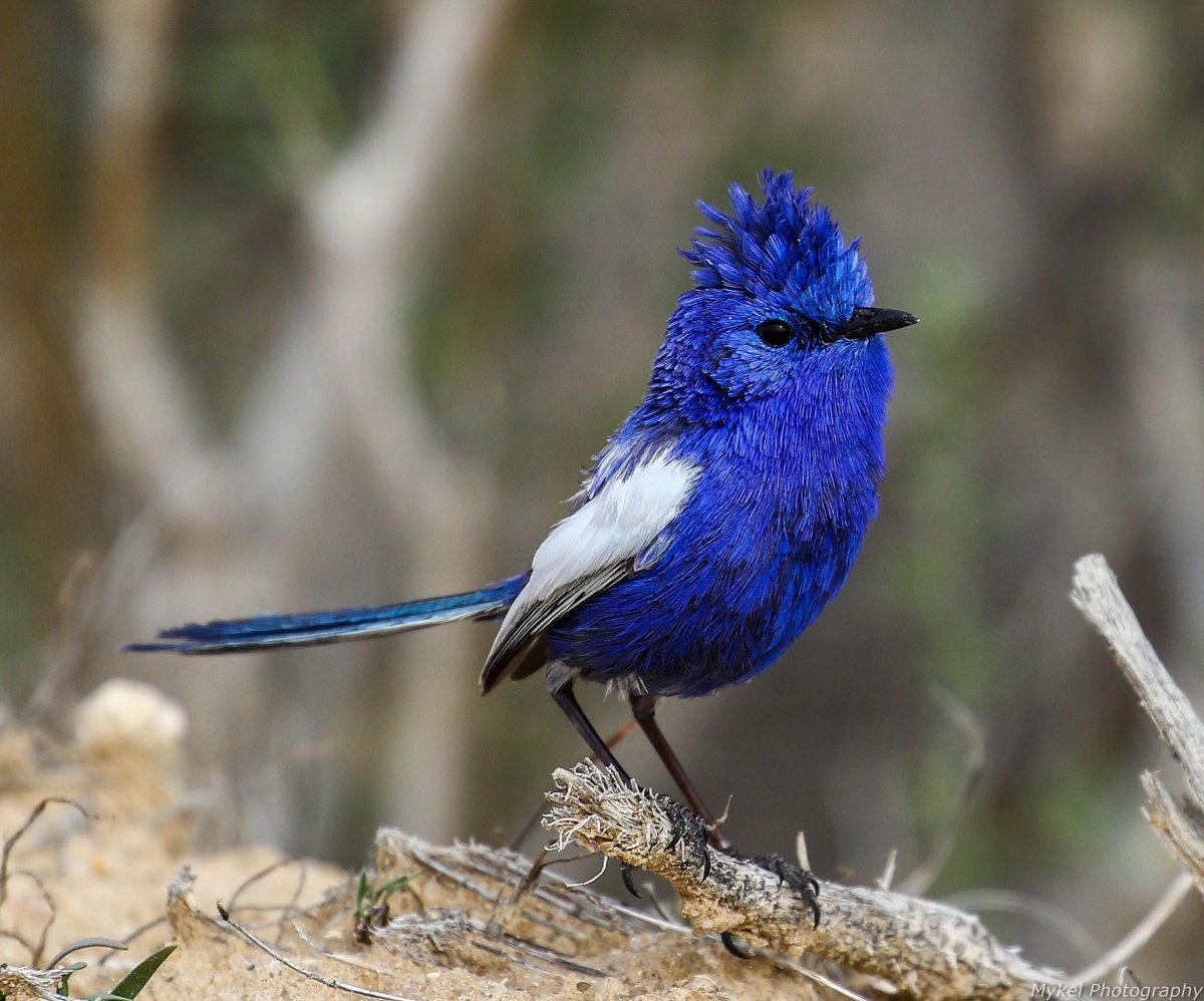 Расписной малюр