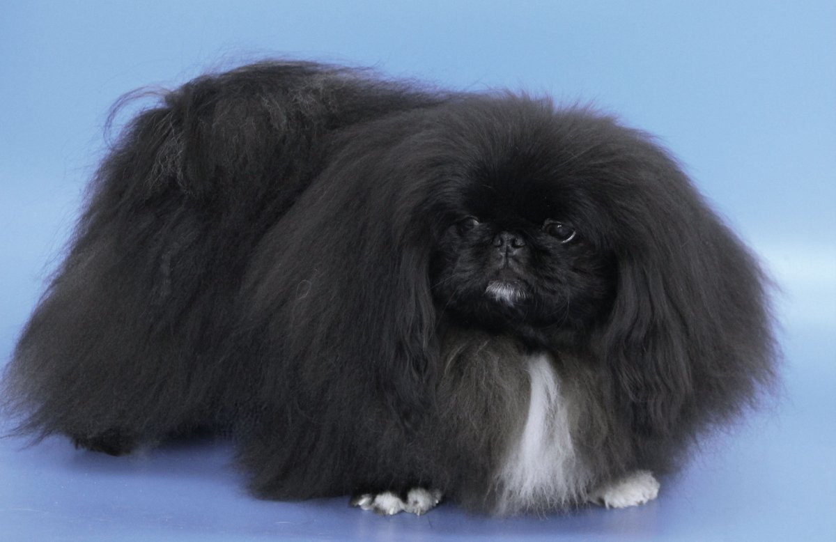 Рукавный Пекинес купить