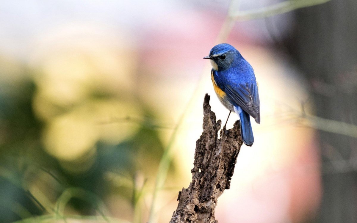 Красивые маленькие птицы