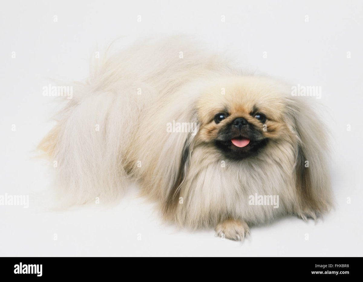 Пекинес Тайфун