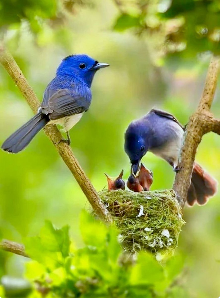 Три красивых птички