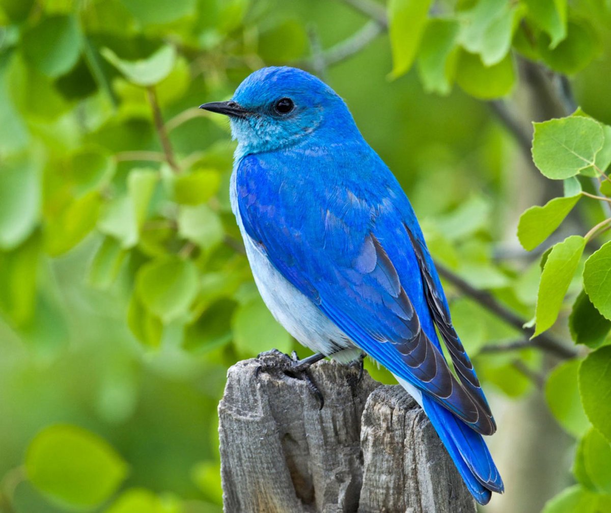 Голубая кустарниковая Сойка