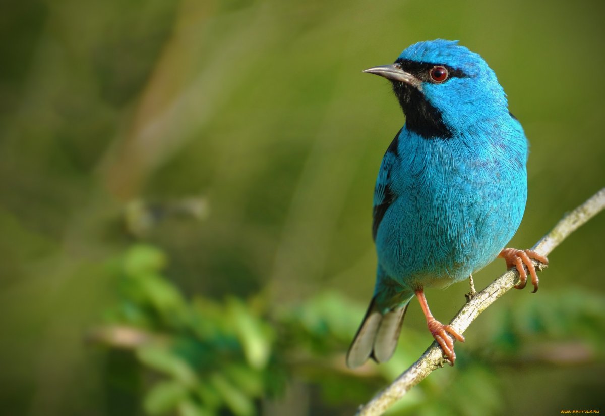 Синий Дакнис