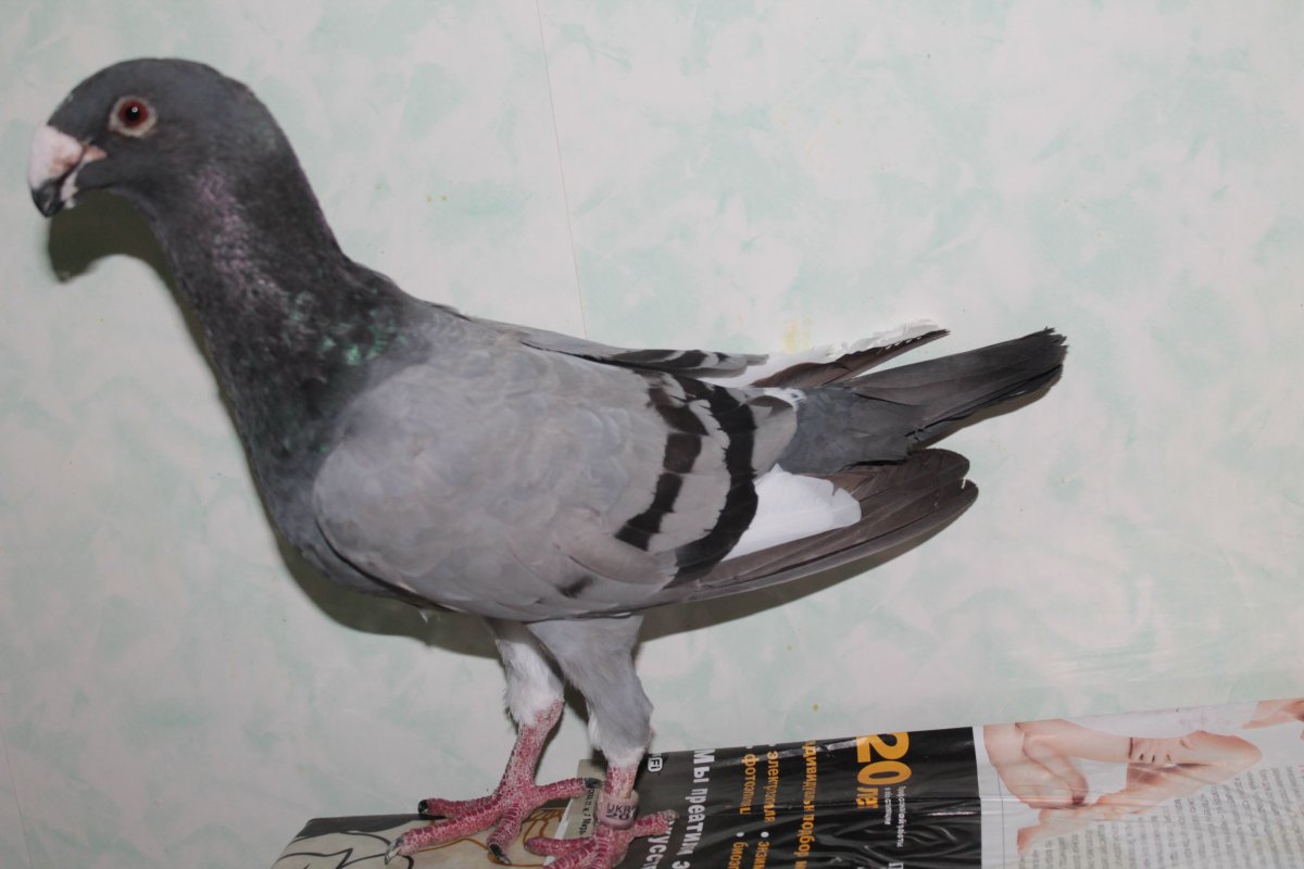 Порода голубей немецкий Кайзер