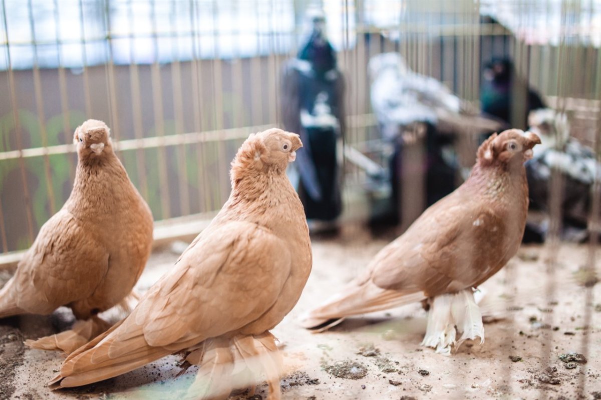 Выставка голубей