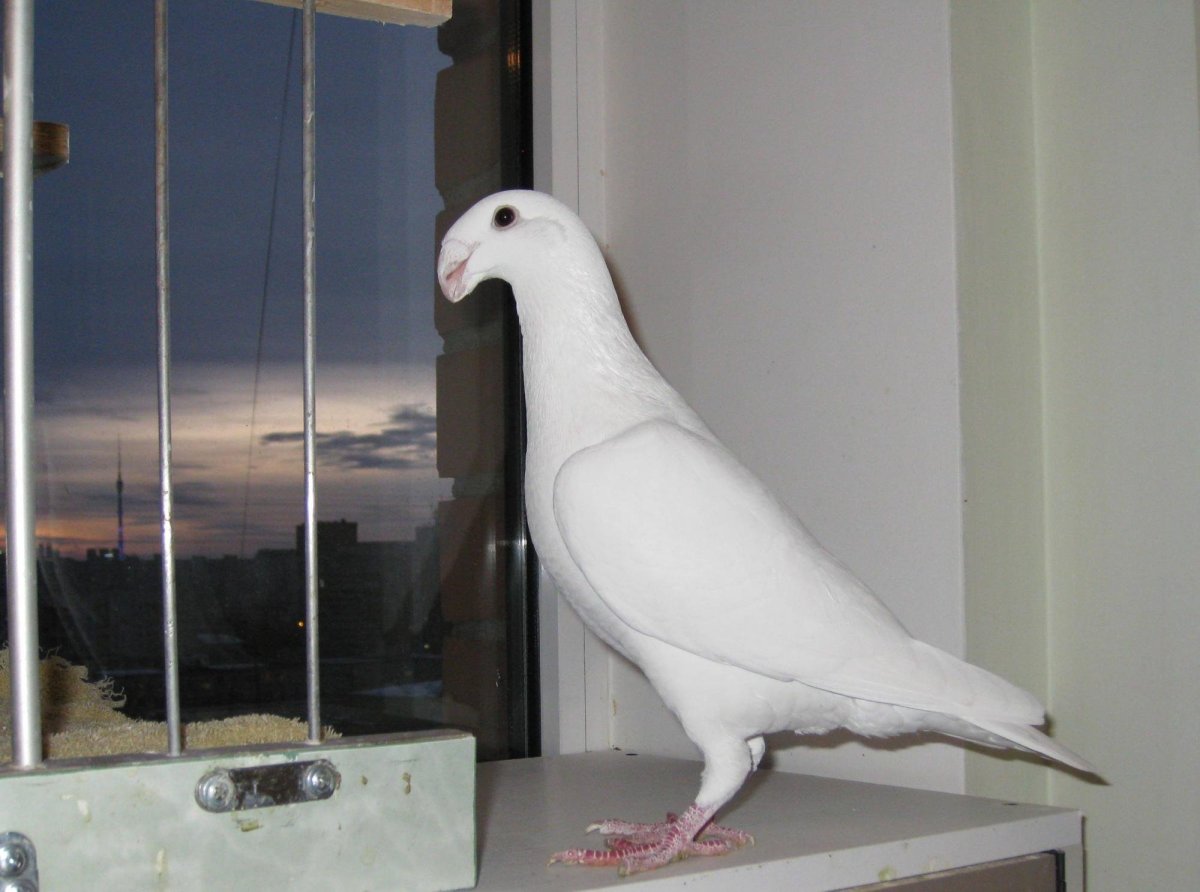 Голуби немцы выставочные