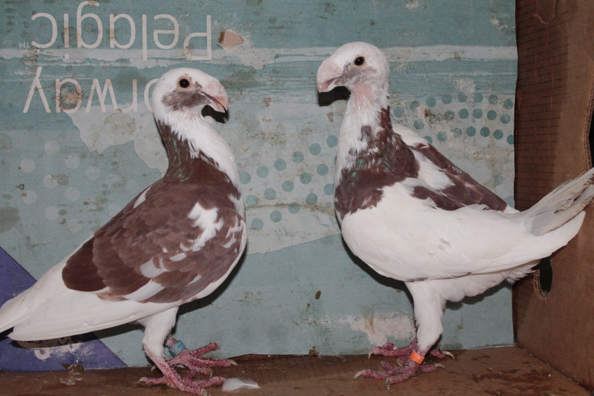 Венгерский исполинский голубь