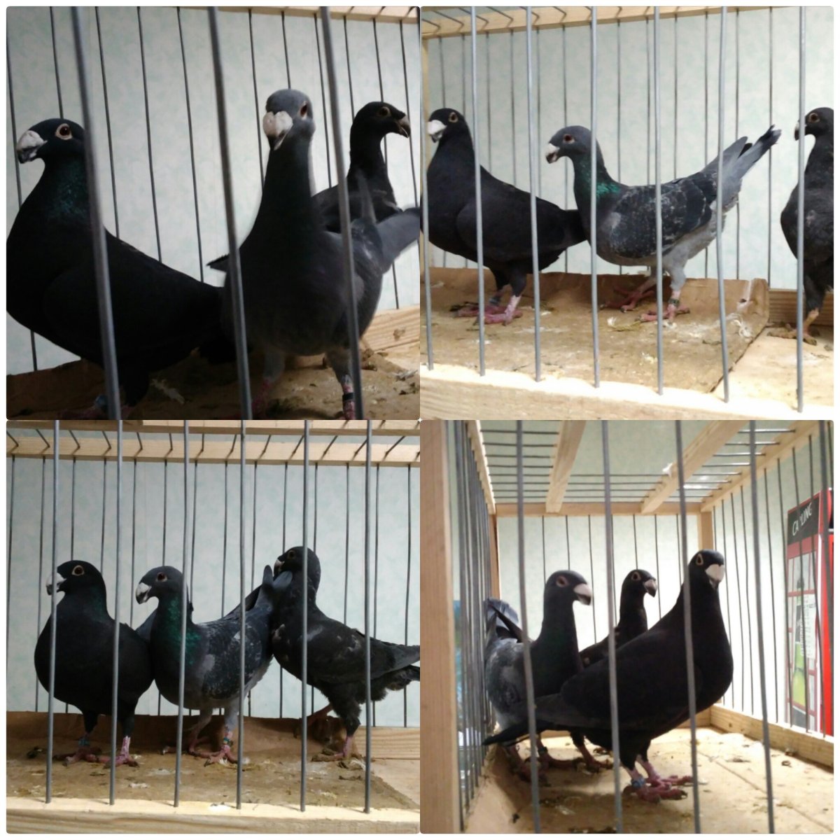 Голуби породы Арденны