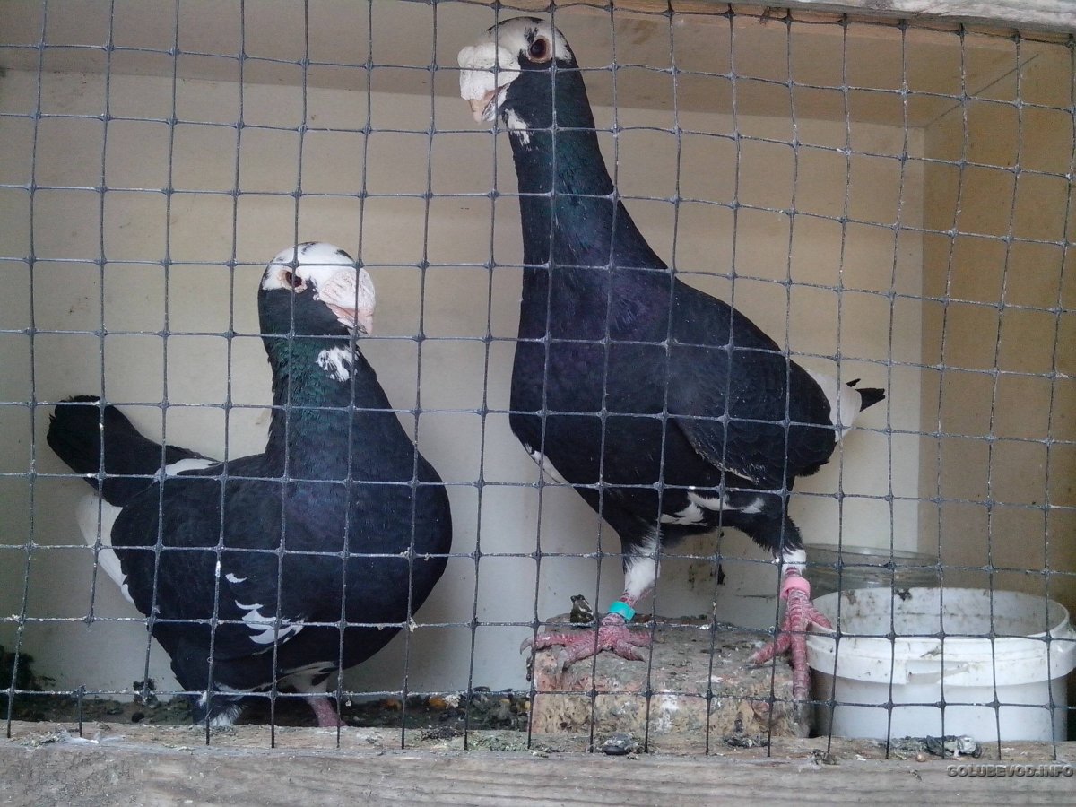 Германский голубь