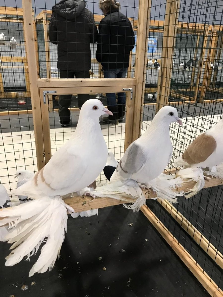 Голуби желтые двухчубые