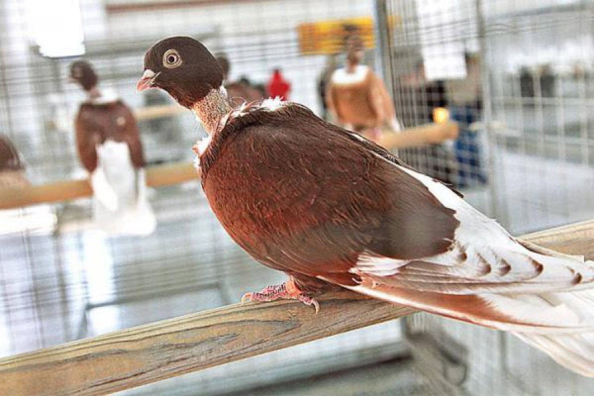 Крымские голуби высоколетные