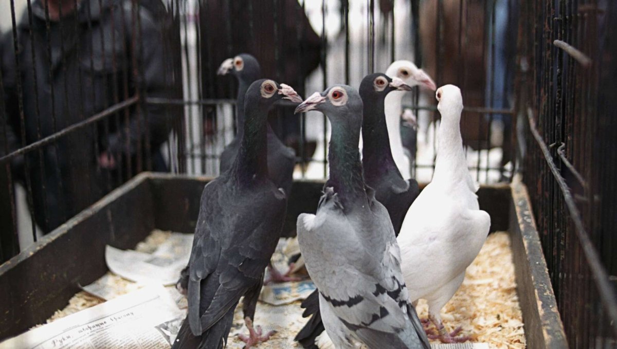 Волжский ленточный статный голубь