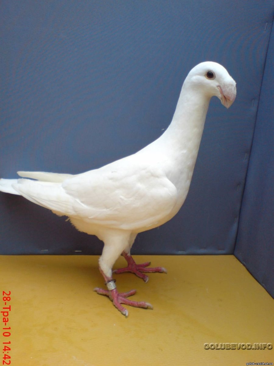 Голуби Германии выставка