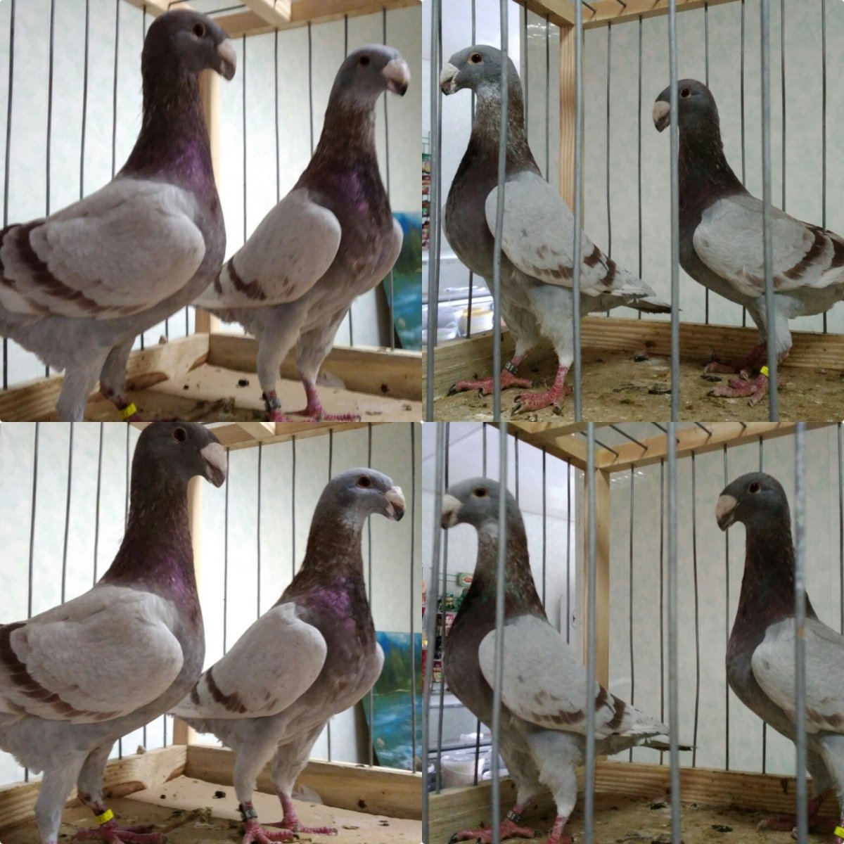 Русский выставочный почтовый голубь