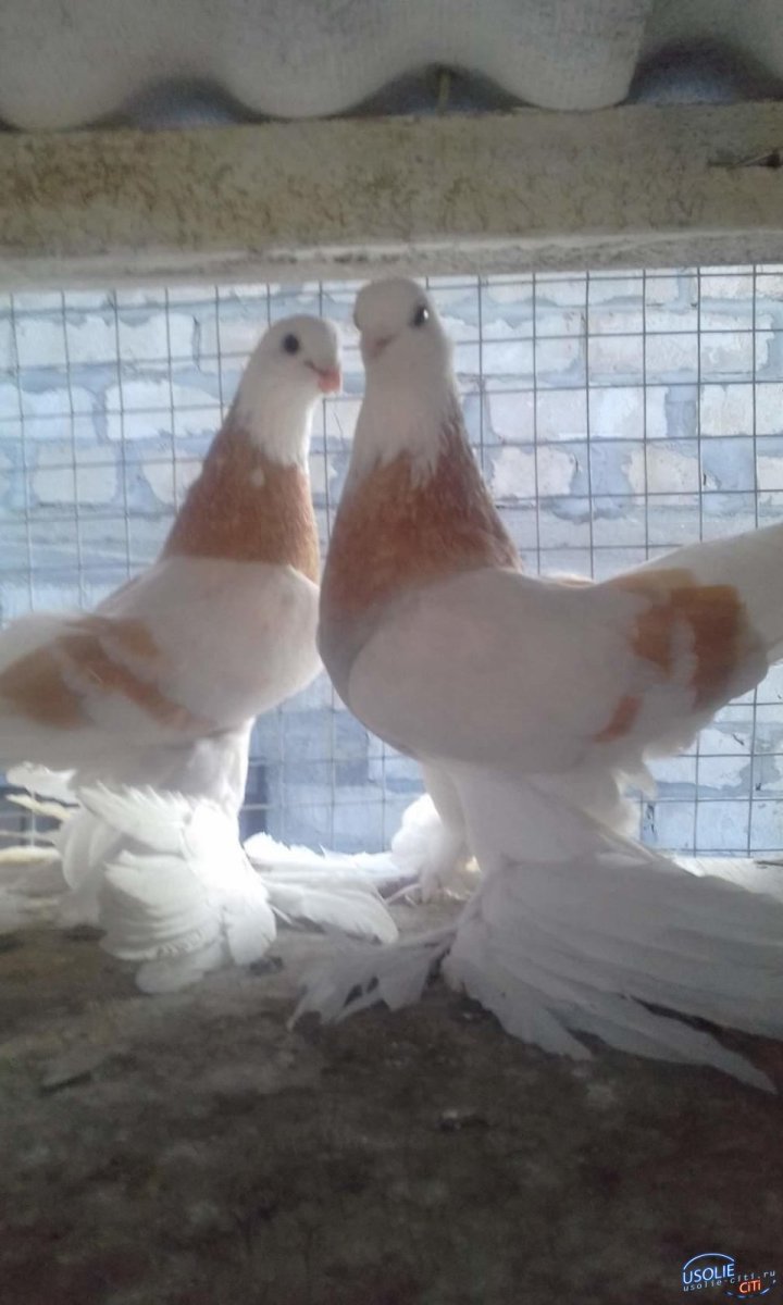 Купцовские высоколетные голуби