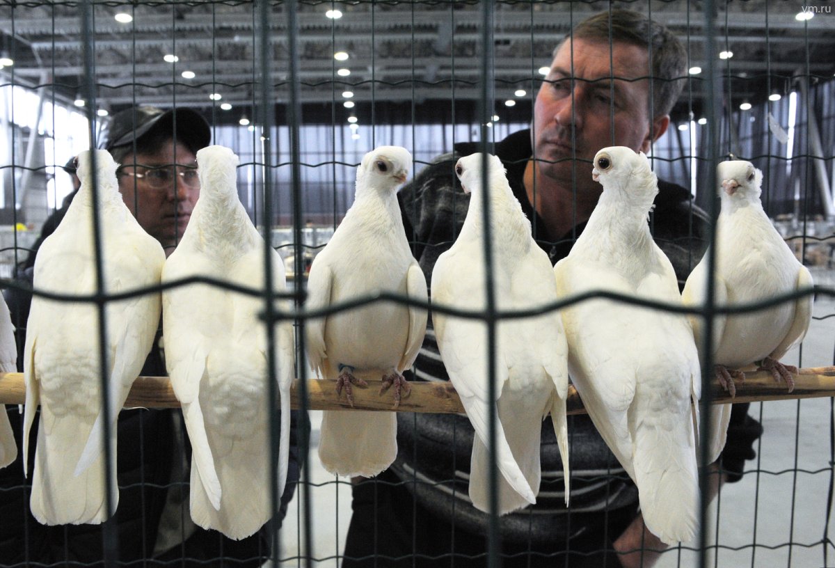 Берлинский короткоклювый голубь