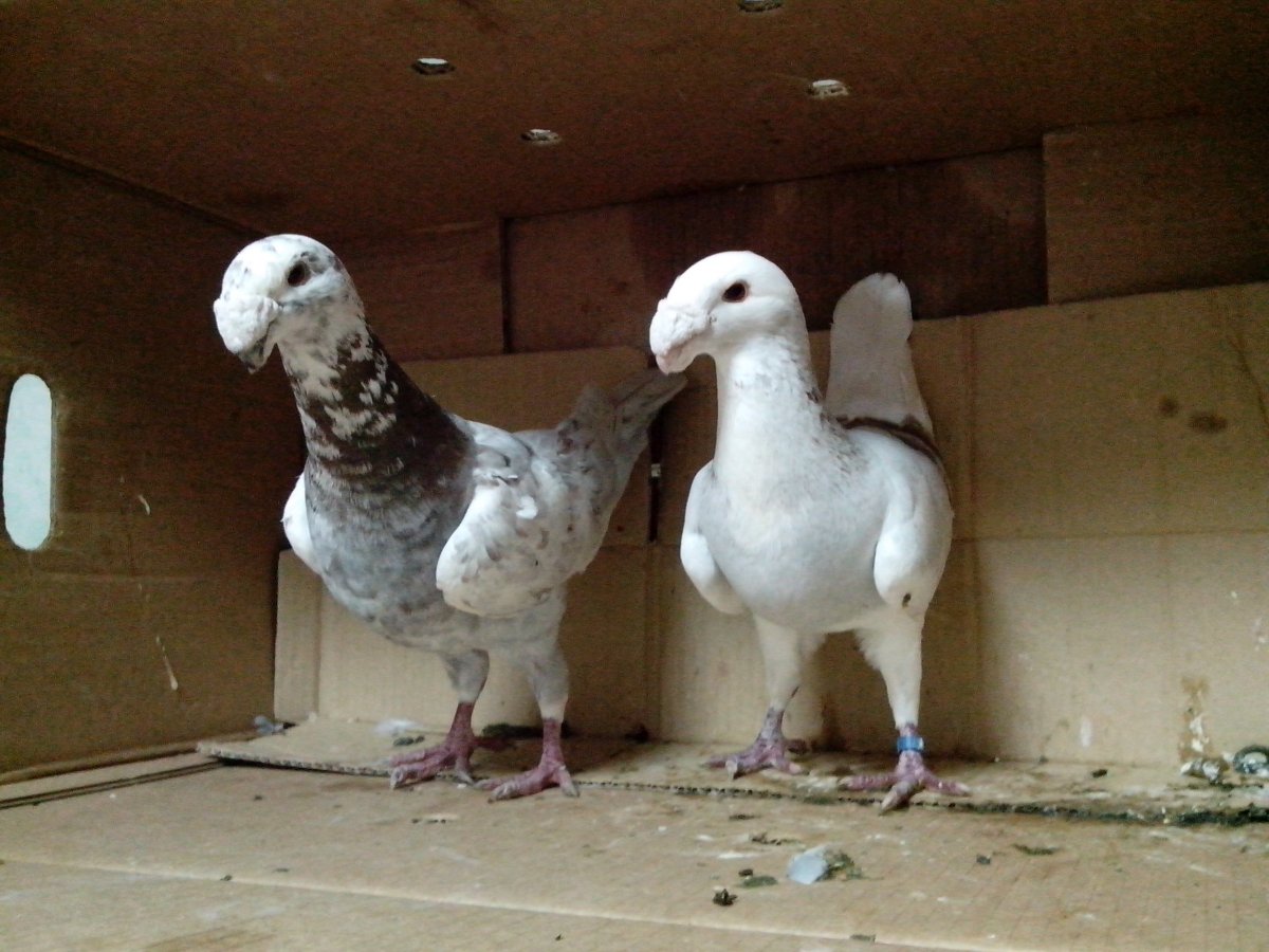 Немецкие выставочные голуби