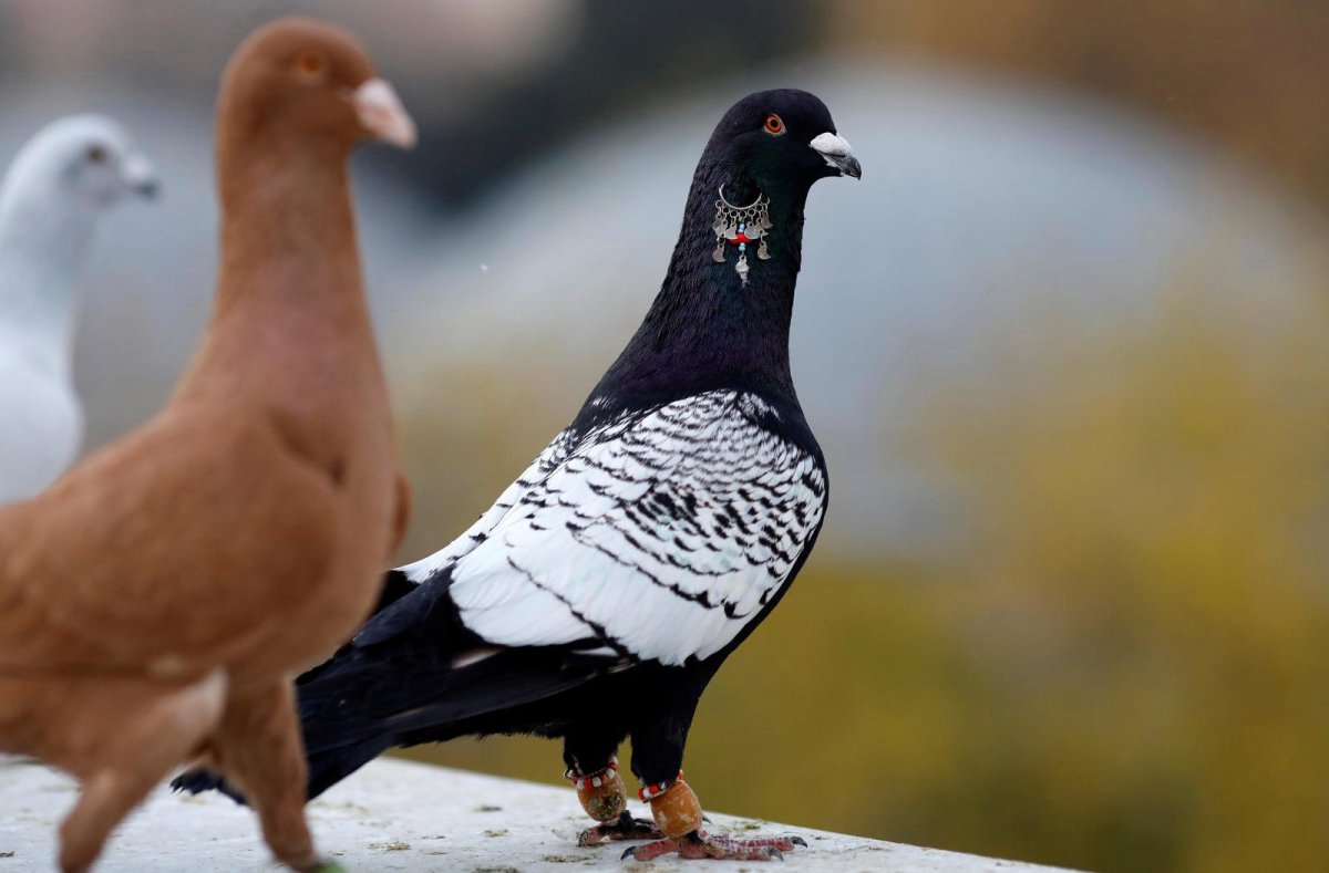 Берлинский короткоклювый Турман