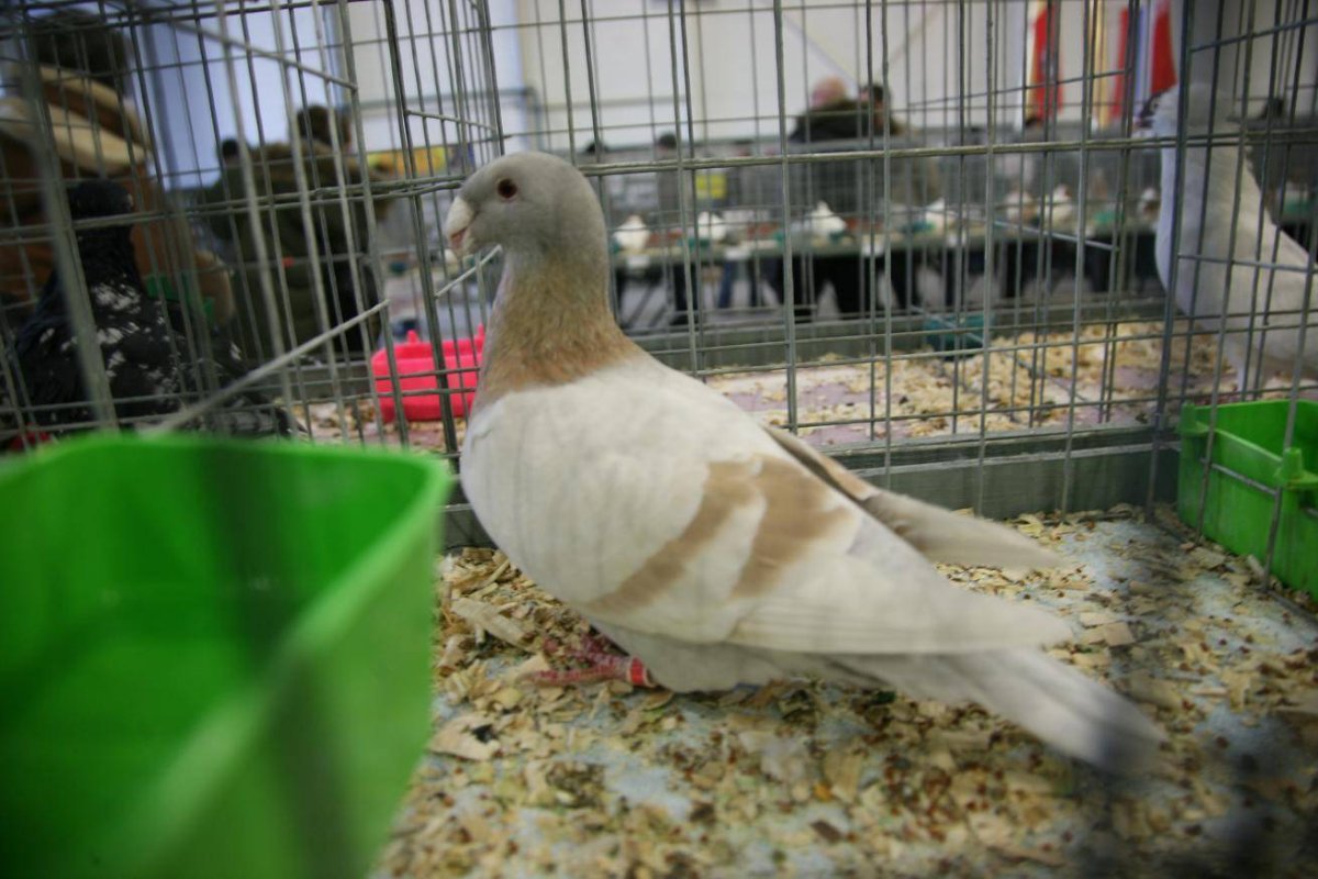 Немецкие выставочные голуби Дерюгина