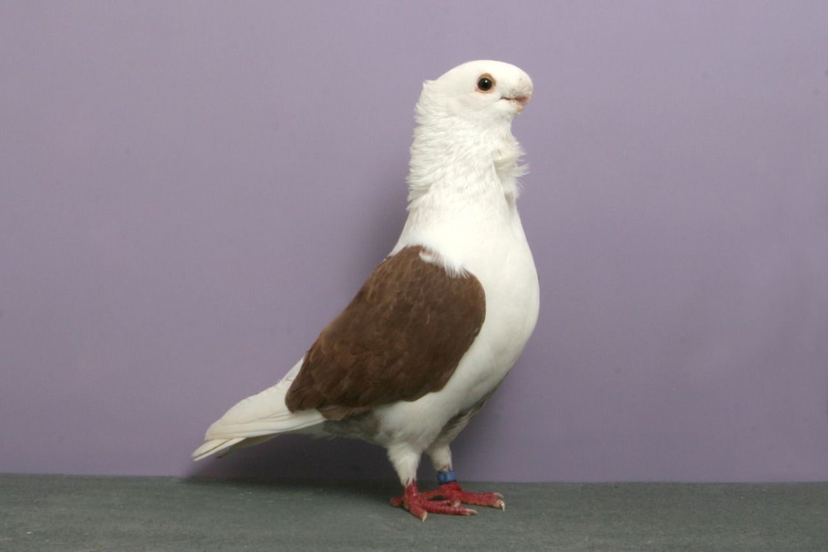 Румынский голошейный Турман