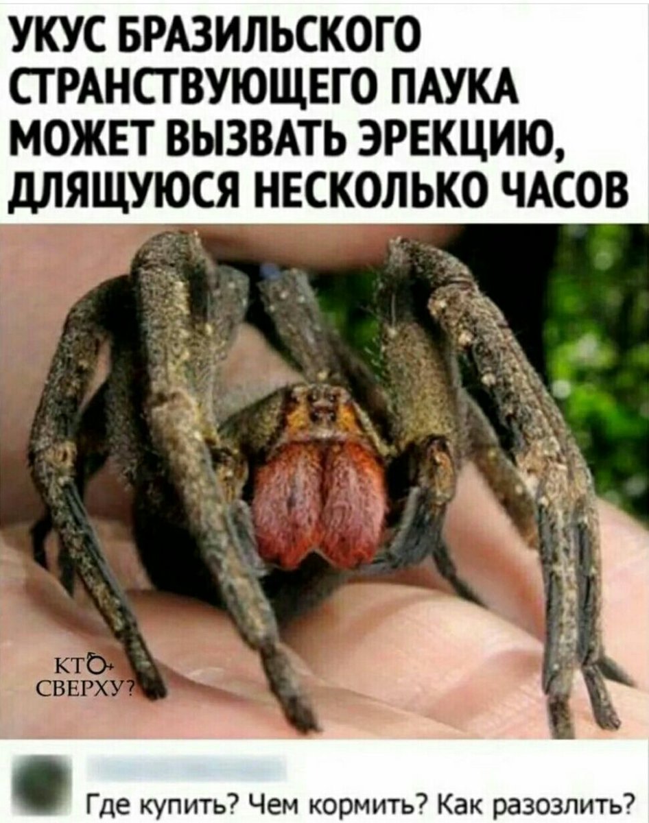 Укус странствующего паука