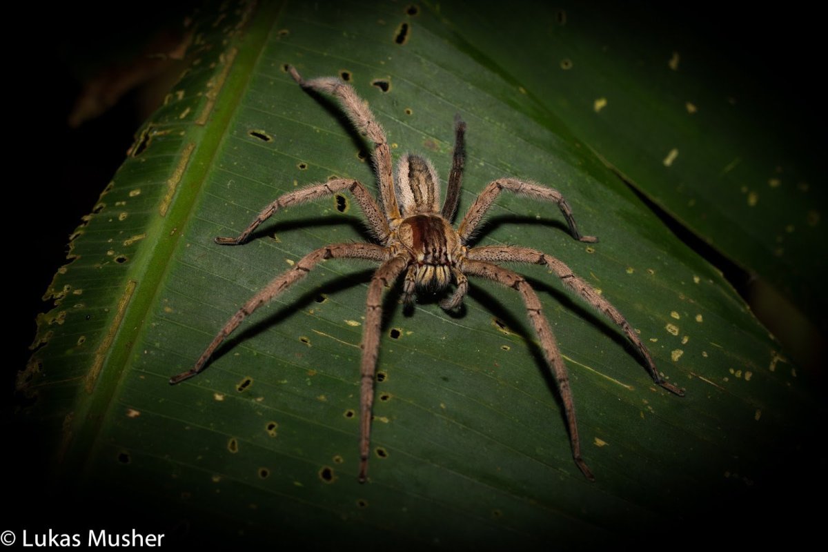 Бразильский Странствующий паук паутина