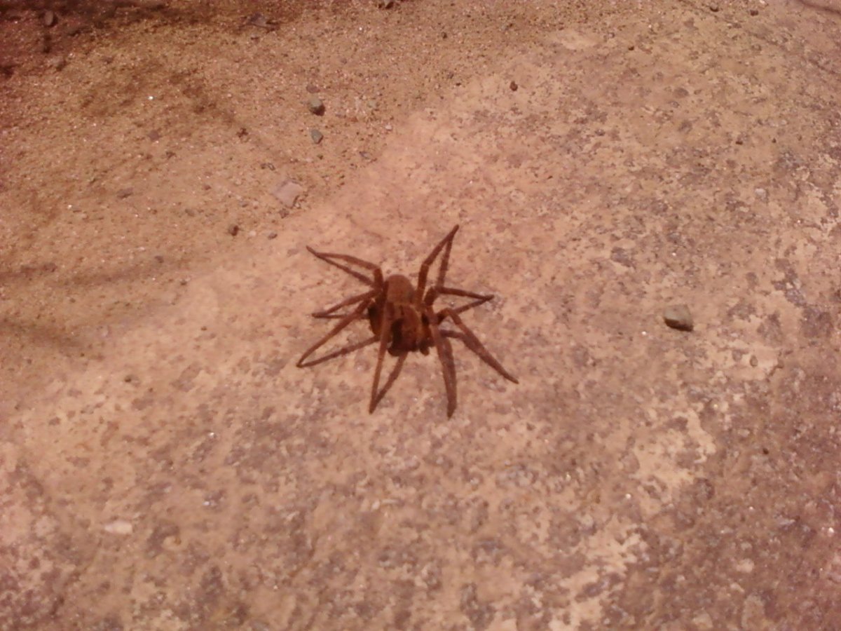 Убийственный паук