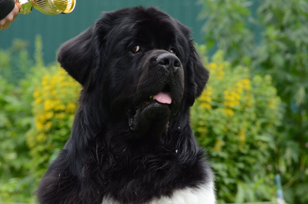 Нибелунг ньюф