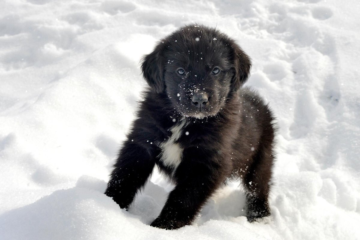 Ньюфаундленд собака в снегу