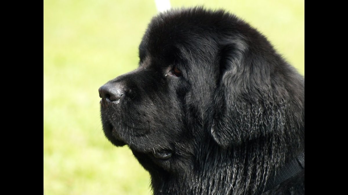 Ньюфаундленд собака