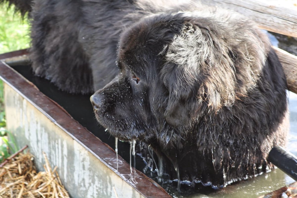 Шерсть ньюфаундленда