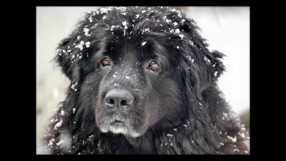 Большая черная собака лохматая ньюфаундленд