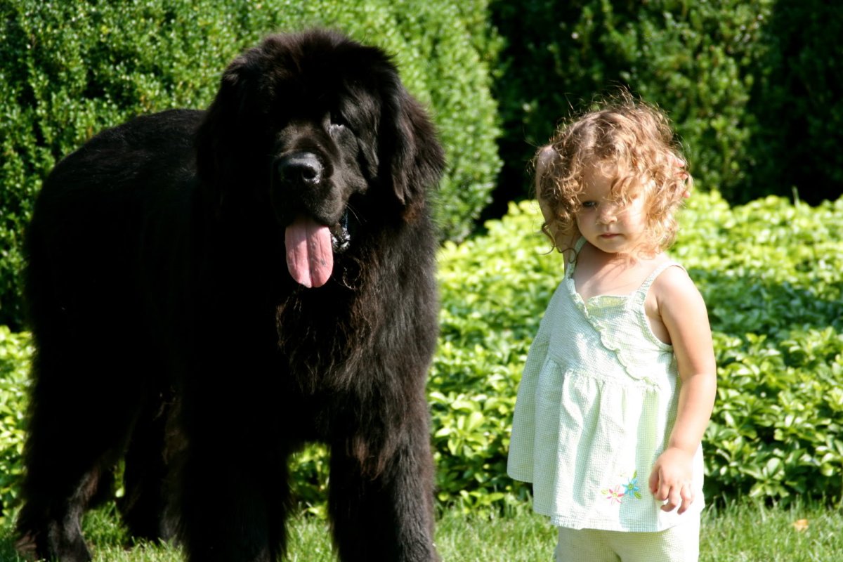 Ньюфаундленд альбинос