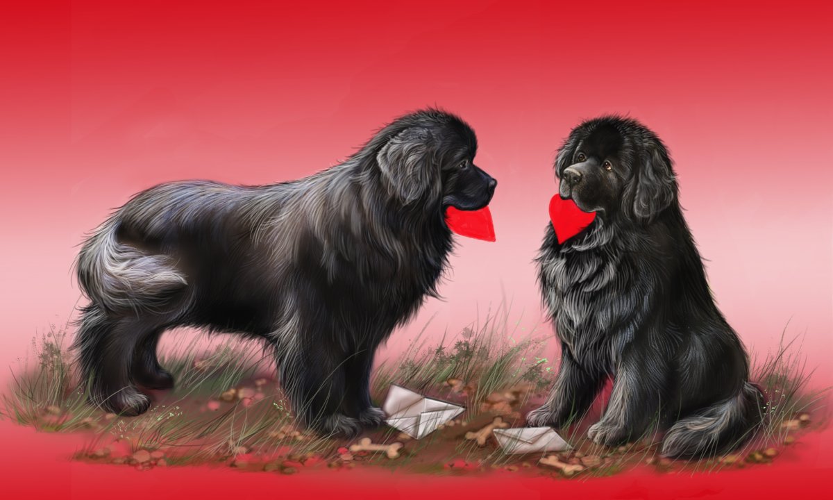 Кошка ньюфаундленд