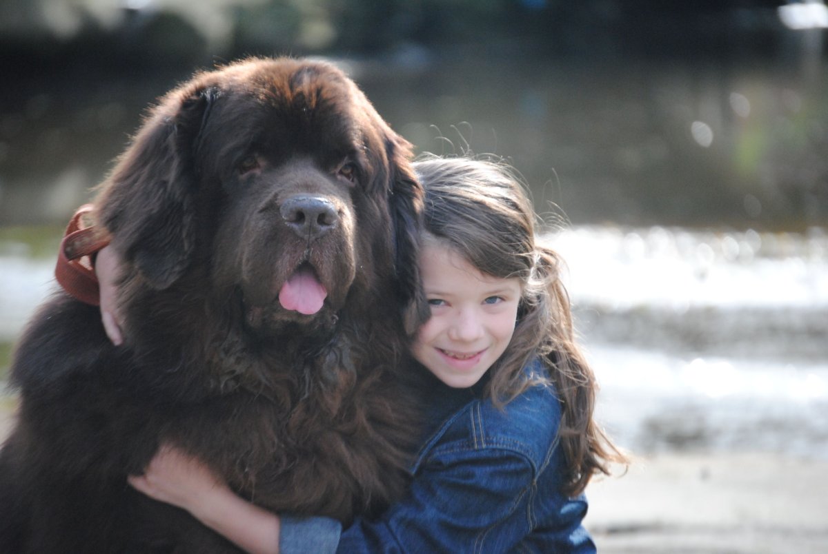 Ньюфаундленд и дети