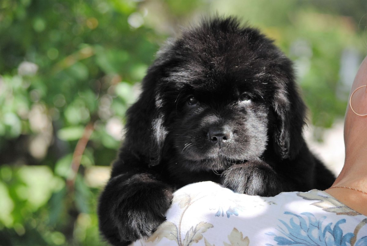 Ньюфаундленд порода собак медведь