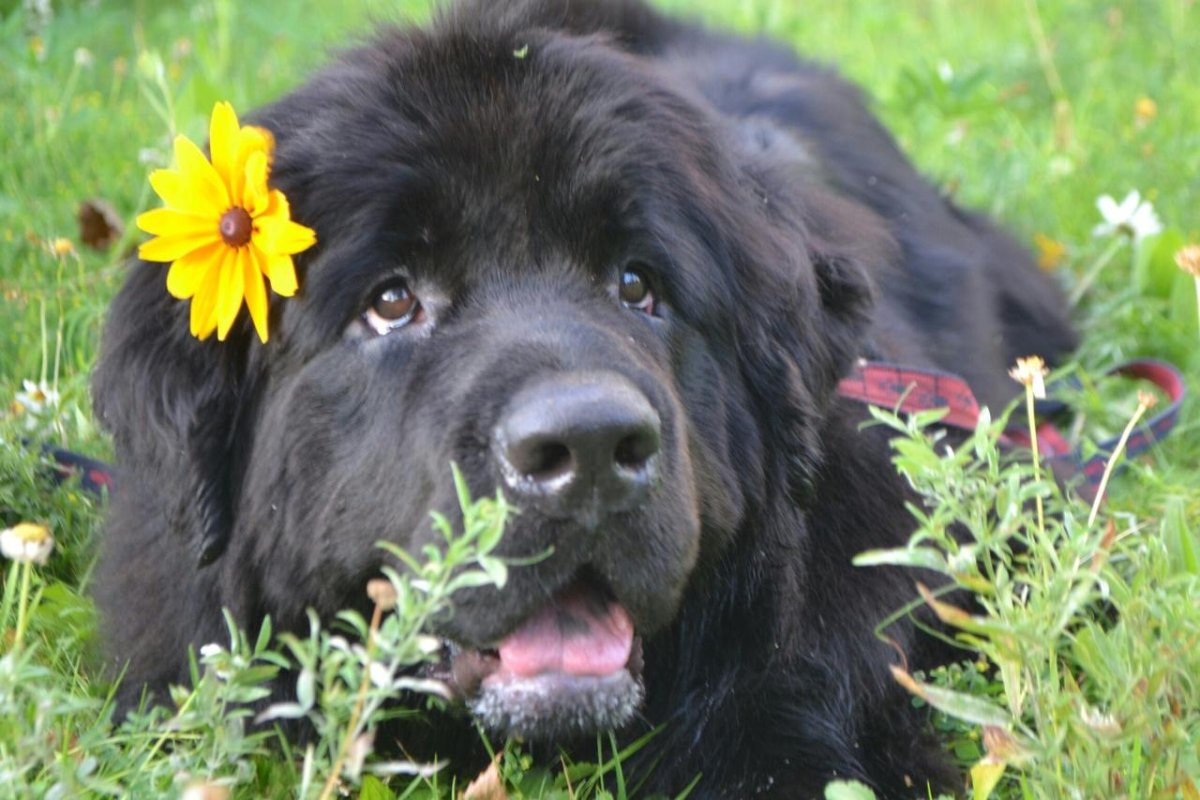 Ньюфаундленд гладкошерстный